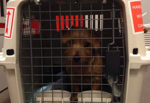 AA Cargo transports dog from AMS to PHL