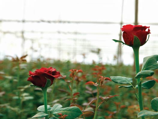 The long journey of Valentine Roses The long journey of Valentine Roses