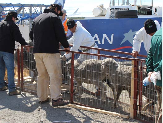 LAN CARGO transports more than 2,000 sheeps to Ecuador