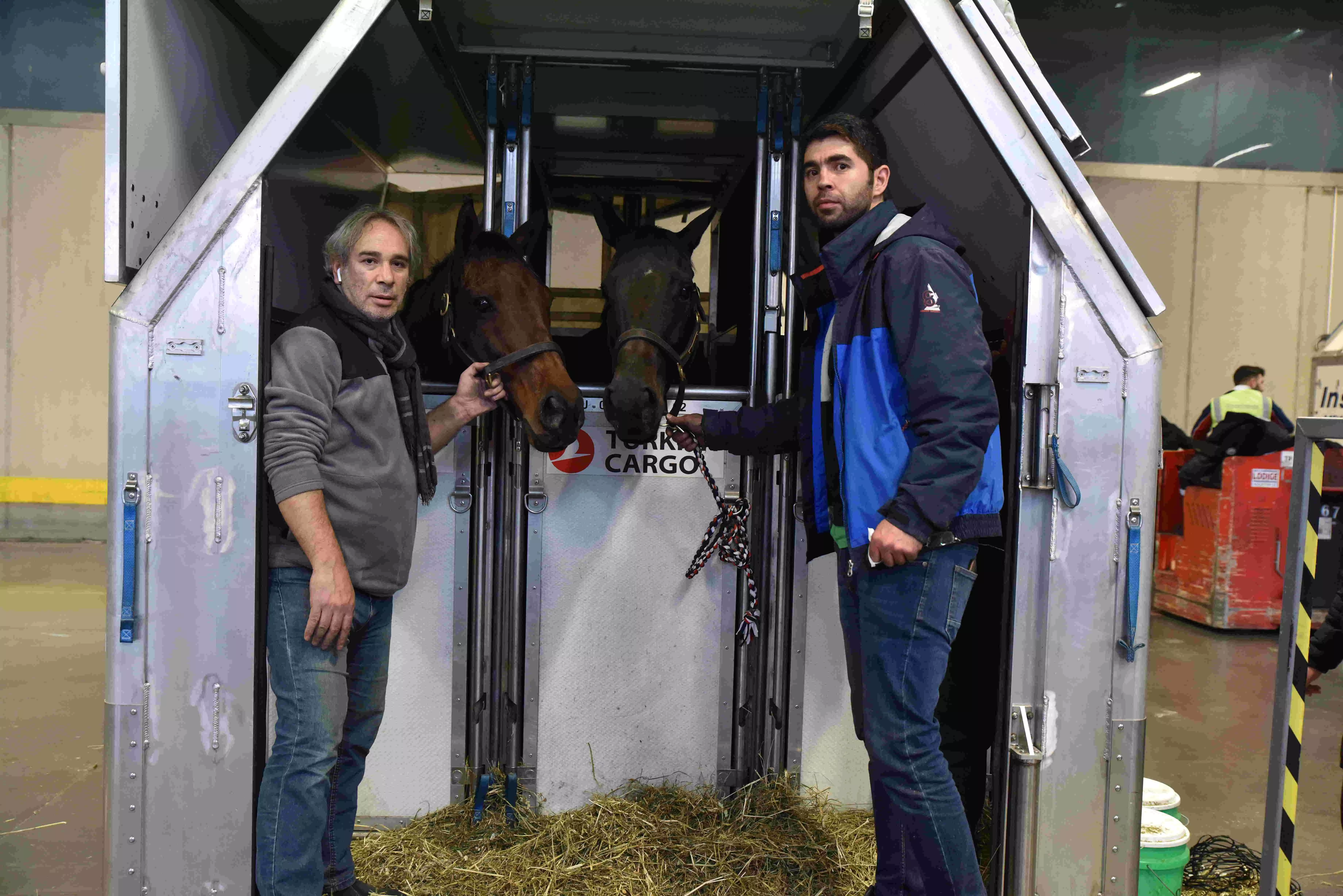 Turkish Cargo enables safe passage for 63 horses from Chicago to Istanbul