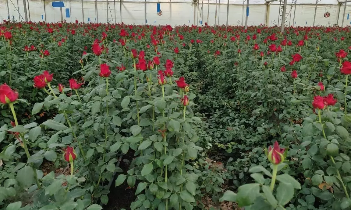 Shipments are up 23 percent by sold tonnes from 2021 with tulips, roses, carnations and chrysanthemums proving most in demand Shipments are up 23 percent by sold tonnes from 2021 with tulips, roses, carnations and chrysanthemums proving most in demand