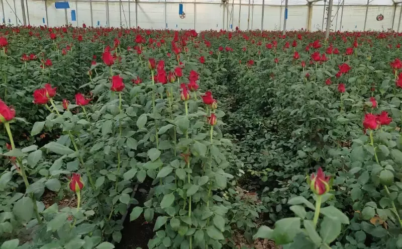 Shipments are up 23 percent by sold tonnes from 2021 with tulips, roses, carnations and chrysanthemums proving most in demand Shipments are up 23 percent by sold tonnes from 2021 with tulips, roses, carnations and chrysanthemums proving most in demand