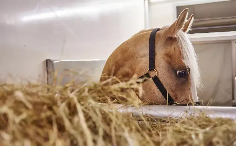 A tale of resilience in the live animal transport sector A tale of resilience in the live animal transport sector