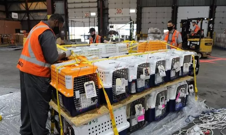 Air Canada becomes first airline to get IATA CEIV Live Animals recertification Air Canada becomes first airline to get IATA CEIV Live Animals recertification