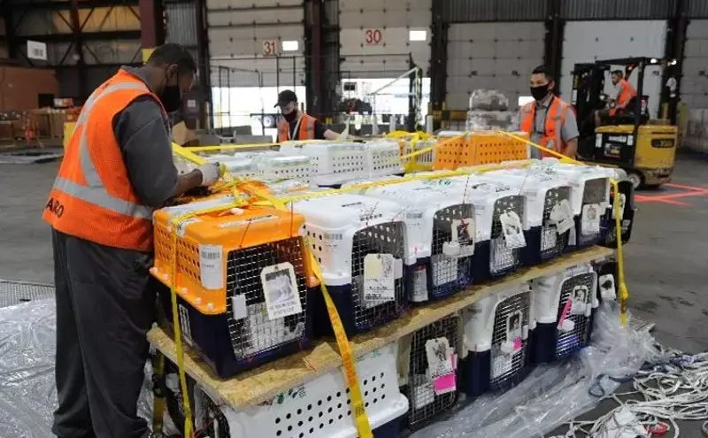 Air Canada becomes first airline to get IATA CEIV Live Animals recertification Air Canada becomes first airline to get IATA CEIV Live Animals recertification