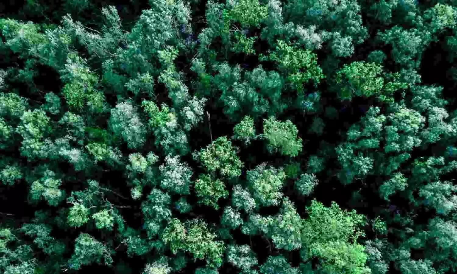 Finnair Cargo offers carbon offset solutions to customers Finnair Cargo offers carbon offset solutions to customers