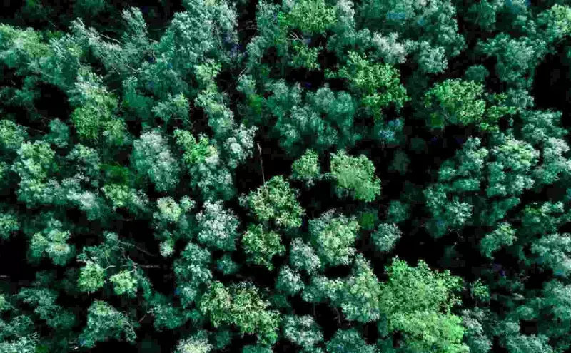 Finnair Cargo offers carbon offset solutions to customers Finnair Cargo offers carbon offset solutions to customers