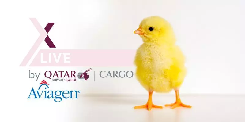 Aviagens recent poultry shipment via QR Cargo launches Copenhagen as a new trade route