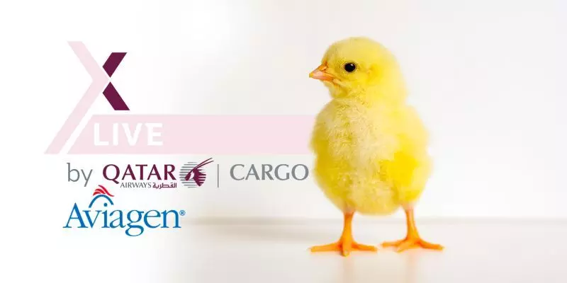 Aviagens recent poultry shipment via QR Cargo launches Copenhagen as a new trade route Aviagens recent poultry shipment via QR Cargo launches Copenhagen as a new trade route