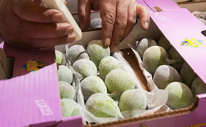 Sustainable freshness - Lufthansa Cargo relies on temperature tracking in real time Sustainable freshness - Lufthansa Cargo relies on temperature tracking in real time