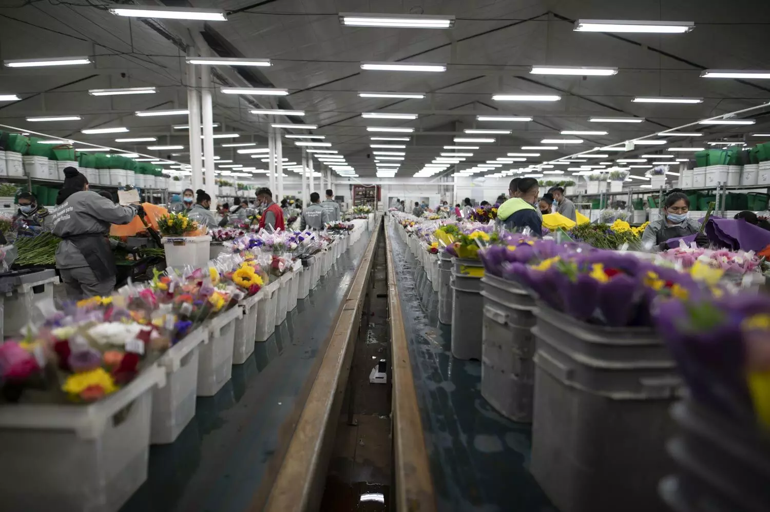 LATAM Cargo transports close to 20,000 tons of flowers for Mothers Day