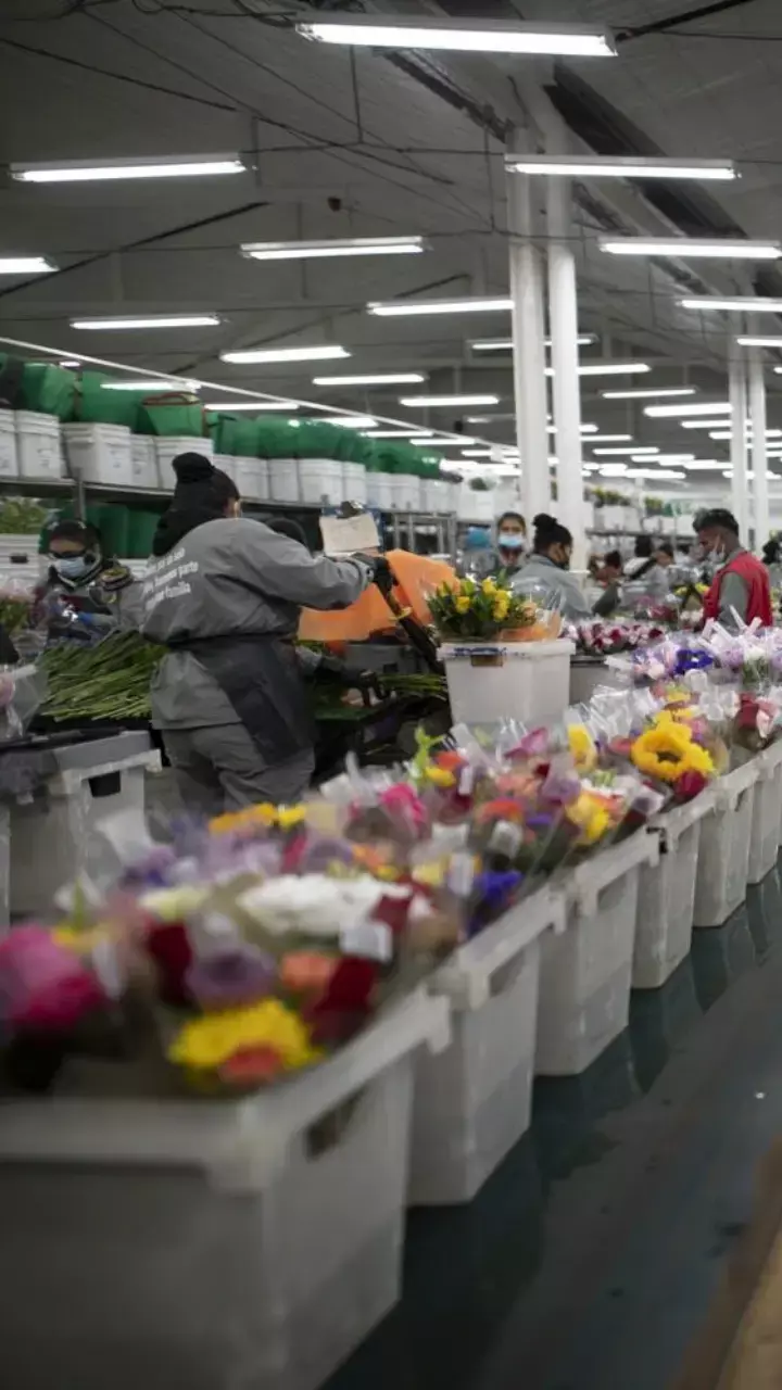 LATAM Cargo transports close to 20,000 tons of flowers for Mothers Day