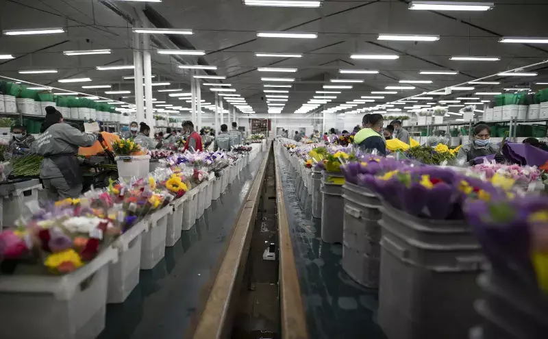 LATAM Cargo transports close to 20,000 tons of flowers for Mothers Day LATAM Cargo transports close to 20,000 tons of flowers for Mothers Day