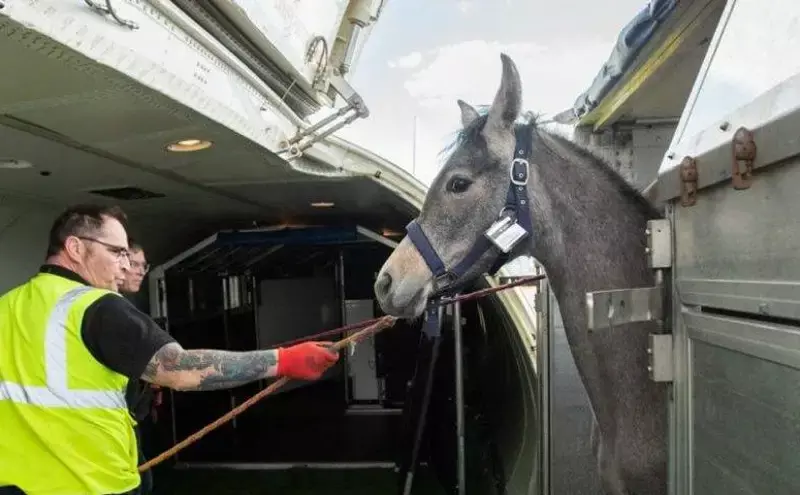 Intradco Global charters Arabian horses from Europe to Lebanon Intradco Global charters Arabian horses from Europe to Lebanon