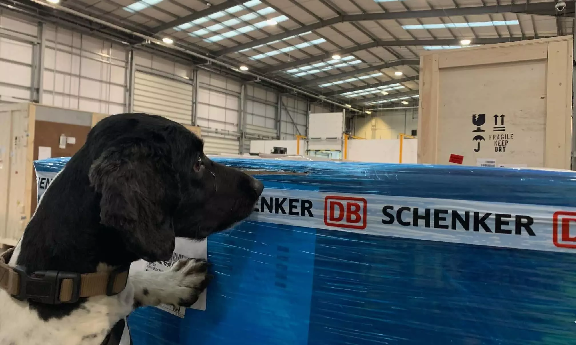 DB Schenker detection dogs have a nose for prohibited items DB Schenker detection dogs have a nose for prohibited items