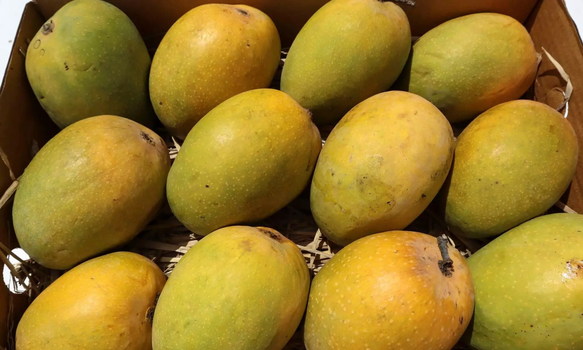 BLR Airport reports 124% surge in mango exports