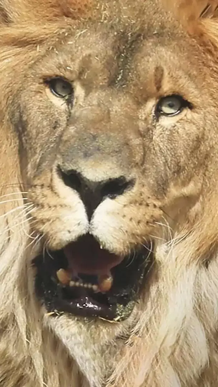 QR Cargo, Animal Defenders International rehabilitate isolated lion