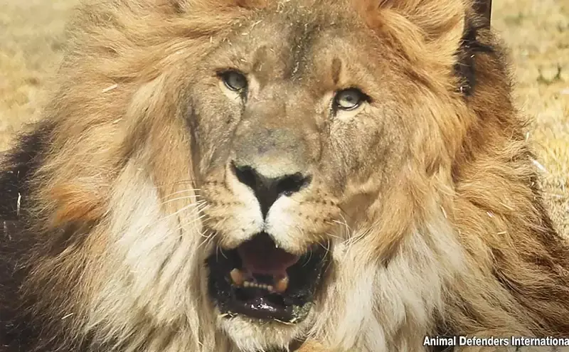 QR Cargo, Animal Defenders International rehabilitate isolated lion QR Cargo, Animal Defenders International rehabilitate isolated lion
