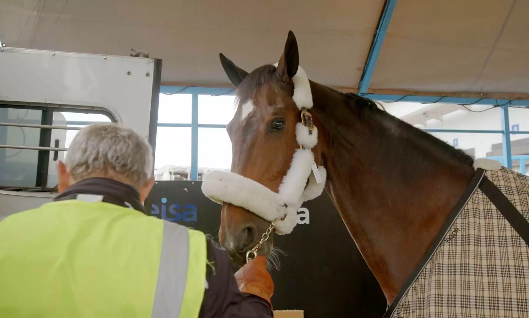 LATAM Cargo transports 196 horses for 2023 Pan American Games