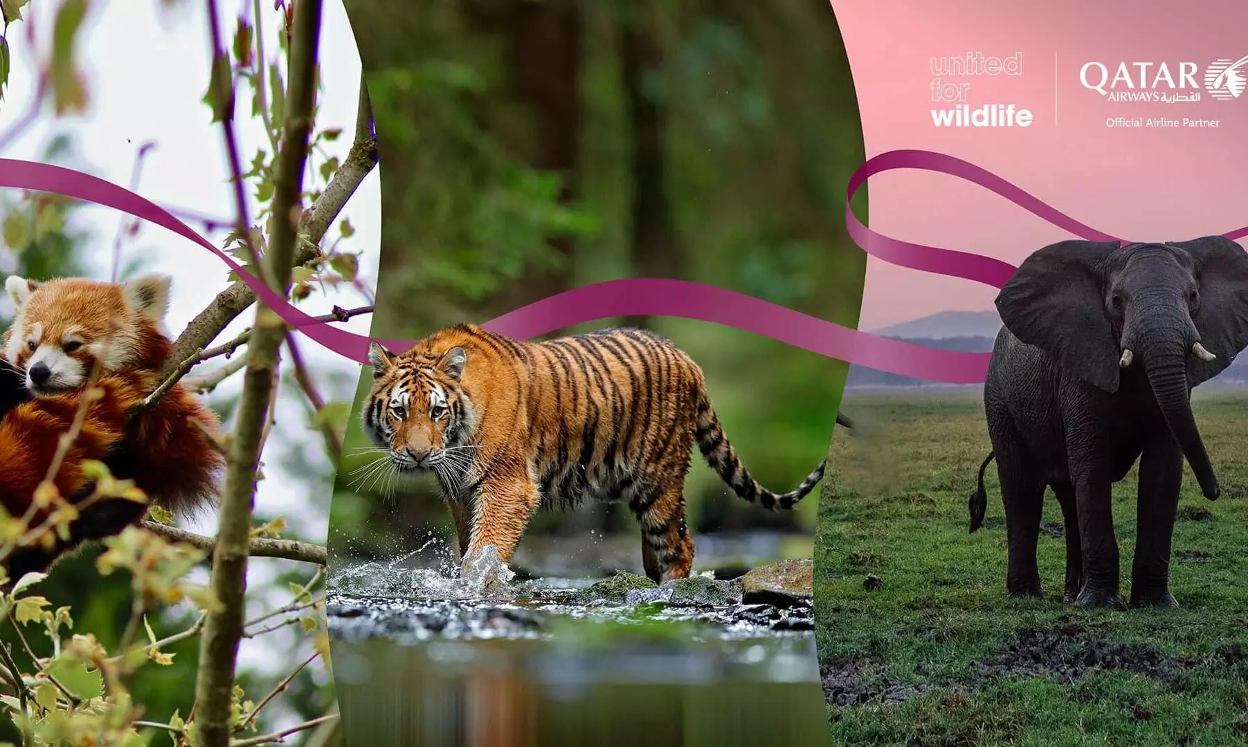 Qatar Airways partners with United for Wildlife Qatar Airways partners with United for Wildlife