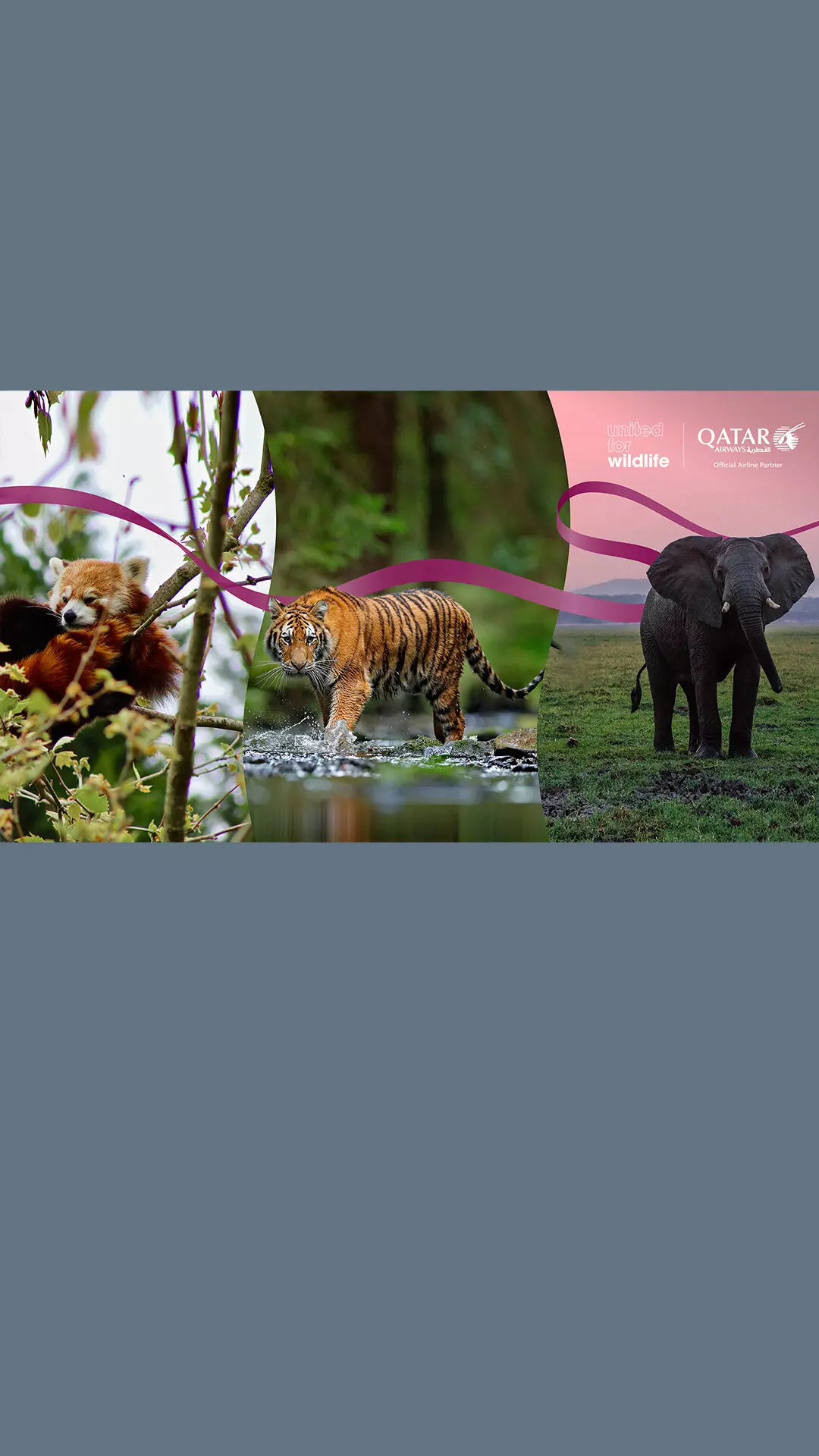 Qatar Airways partners with United for Wildlife