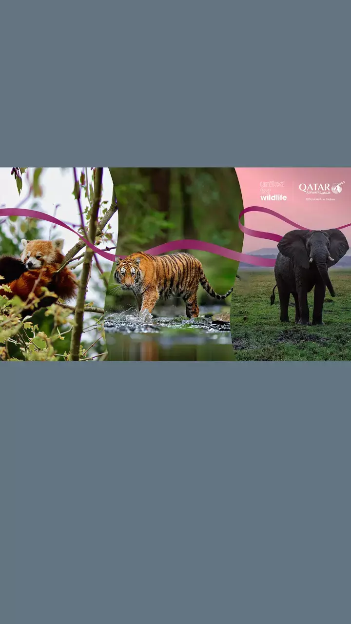 Qatar Airways partners with United for Wildlife