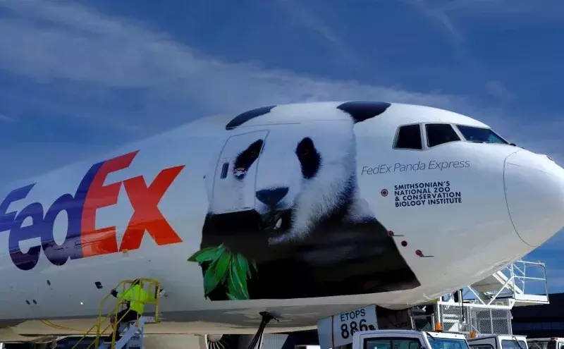 Three giant pandas arrive in China on FedEx Panda Express Three giant pandas arrive in China on FedEx Panda Express