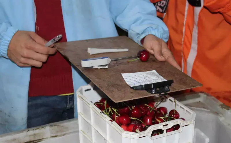 LATAM Cargo increases cherry exports from Chile by over 30% LATAM Cargo increases cherry exports from Chile by over 30%