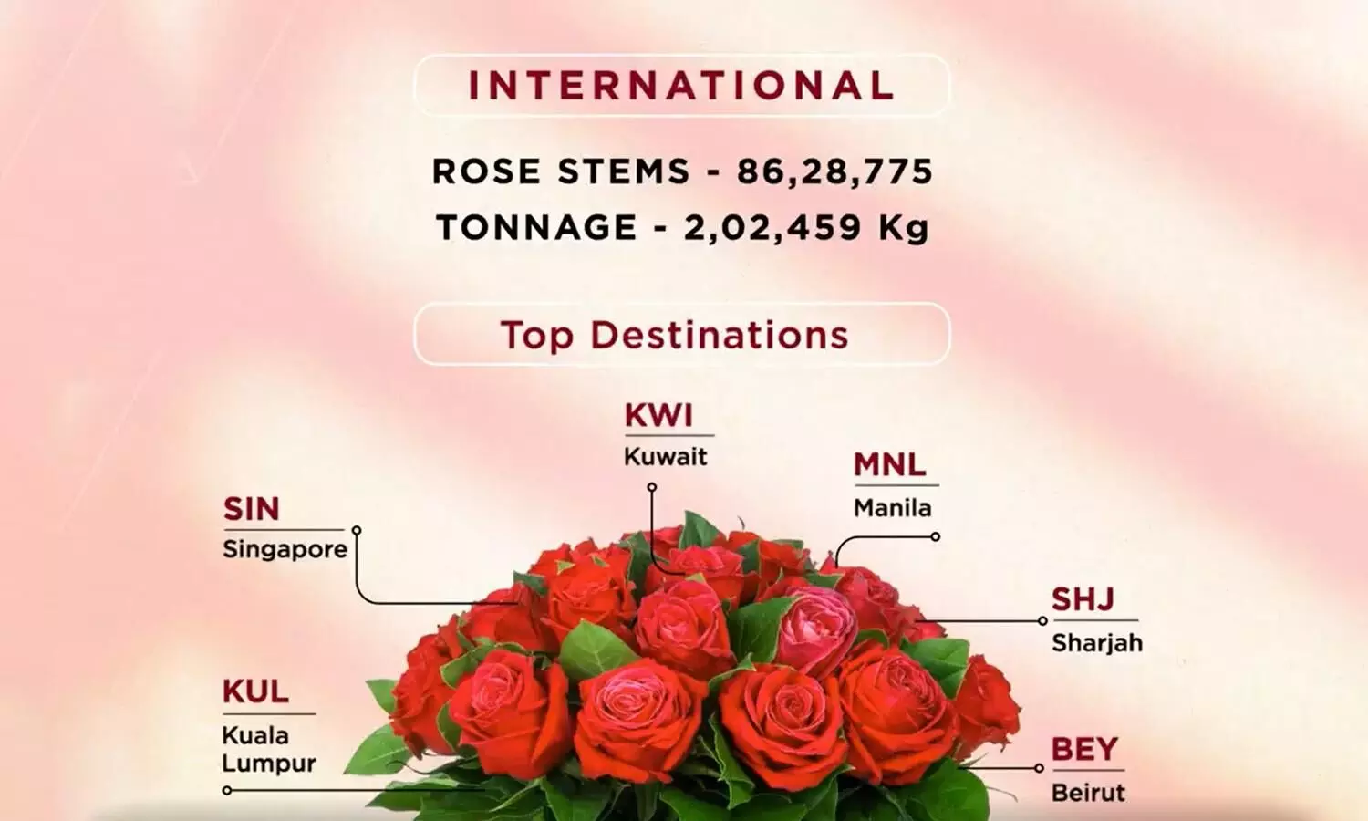BLR Airport ships 29 million rose stems this Valentine’s season BLR Airport ships 29 million rose stems this Valentine’s season