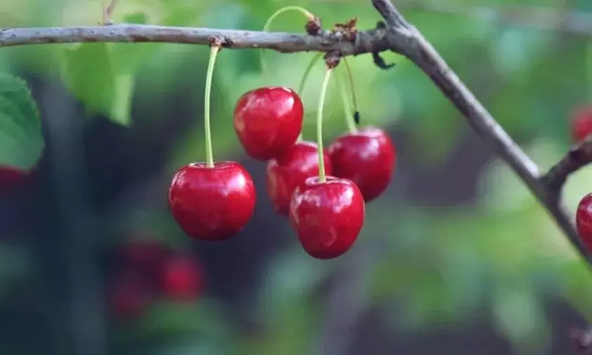 Chilean cherries take to the skies with Maersk air freight