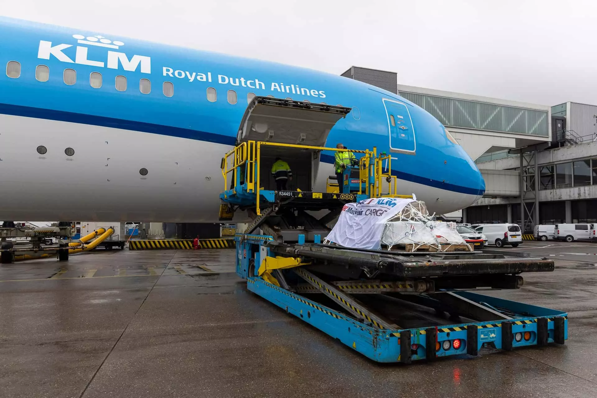 AFKLM Martinair Cargo transports koalas to the Netherlands