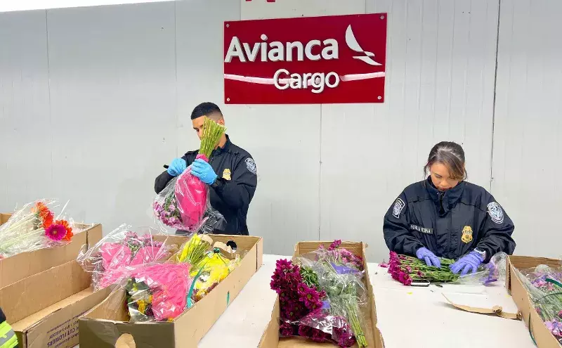 Avianca Cargo transports more than 400mn flower stems to US Avianca Cargo transports more than 400mn flower stems to US
