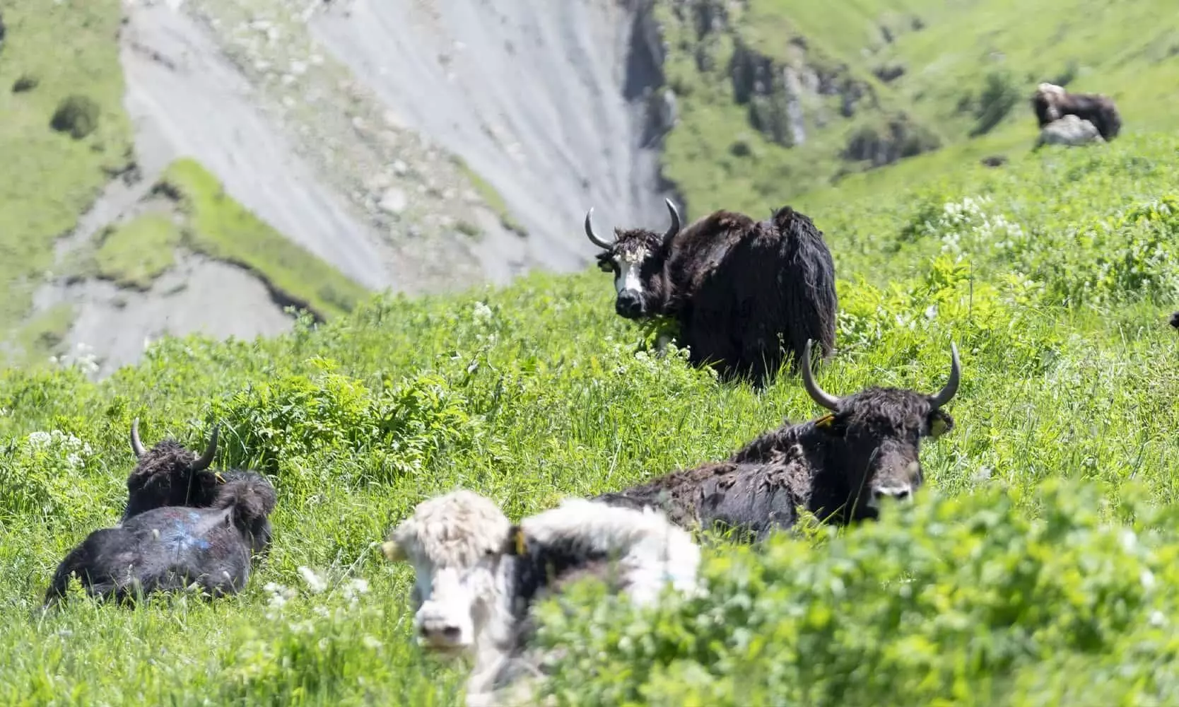 Silk Way West Airlines transports 116 yaks from Kyrgyzstan to Azerbaijan