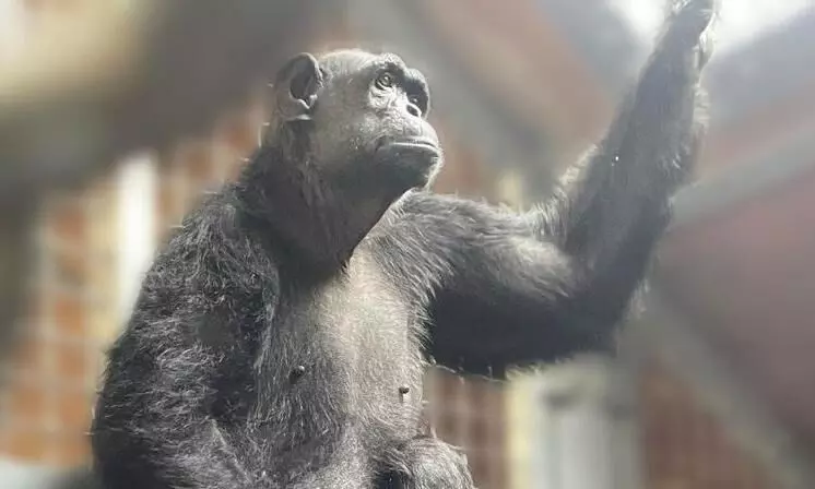 DHL Express flies disabled chimp Chocolat to new home at Monkey World DHL Express flies disabled chimp Chocolat to new home at Monkey World