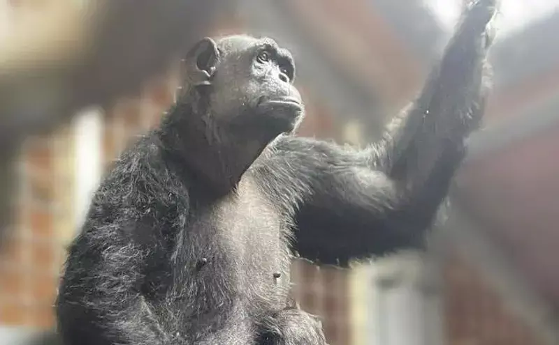 DHL Express flies disabled chimp Chocolat to new home at Monkey World DHL Express flies disabled chimp Chocolat to new home at Monkey World