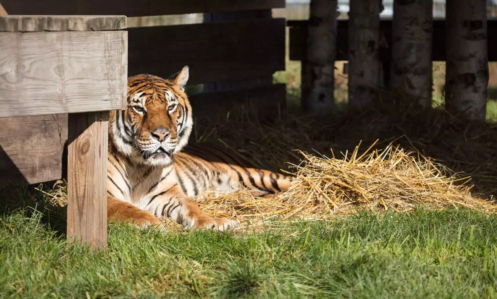 American Airlines Cargo moves last tiger from eco park in Argentina