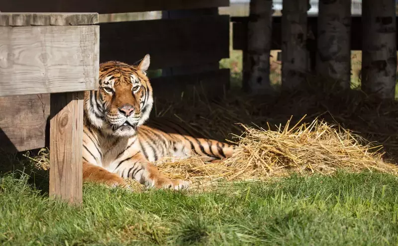 American Airlines Cargo moves last tiger from eco park in Argentina American Airlines Cargo moves last tiger from eco park in Argentina
