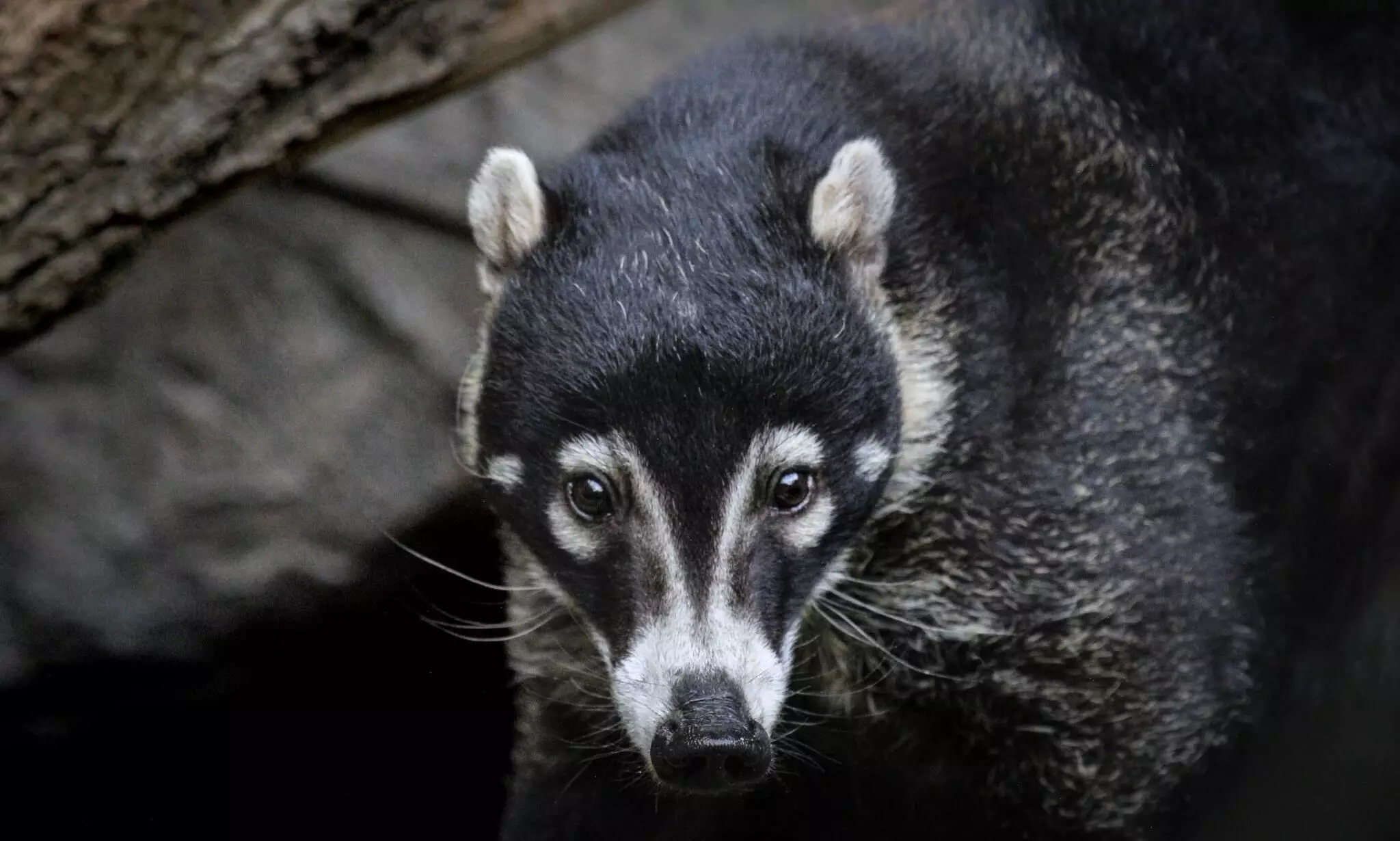 Air Canada Cargo transports confiscated white-nosed coati to US