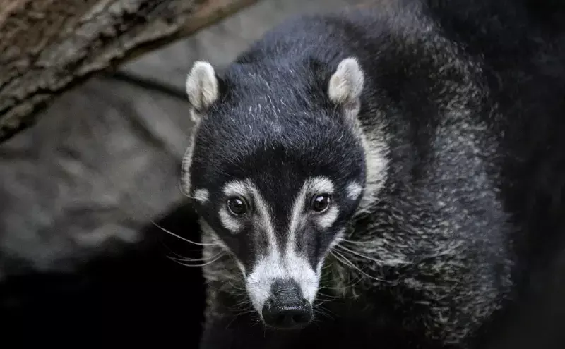 Air Canada Cargo transports confiscated white-nosed coati to US Air Canada Cargo transports confiscated white-nosed coati to US