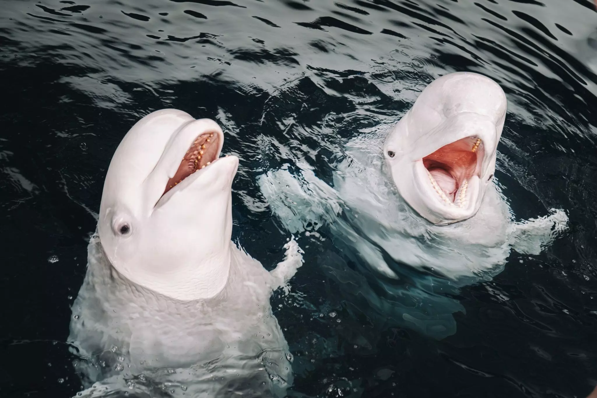 Source: Oceanogrà fic Valencia Source: Oceanogrà fic Valencia