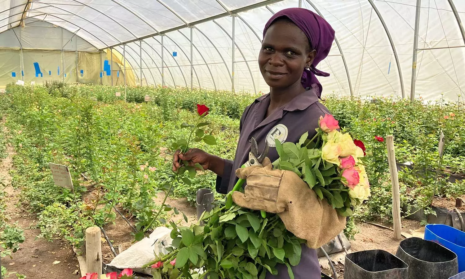 Fresh flowers are being carefully picked at PJ Dave Flower Groups farm, ready to be transported to Europe via air freight, supported by a seamless cold-chain network of trucks and warehouses.