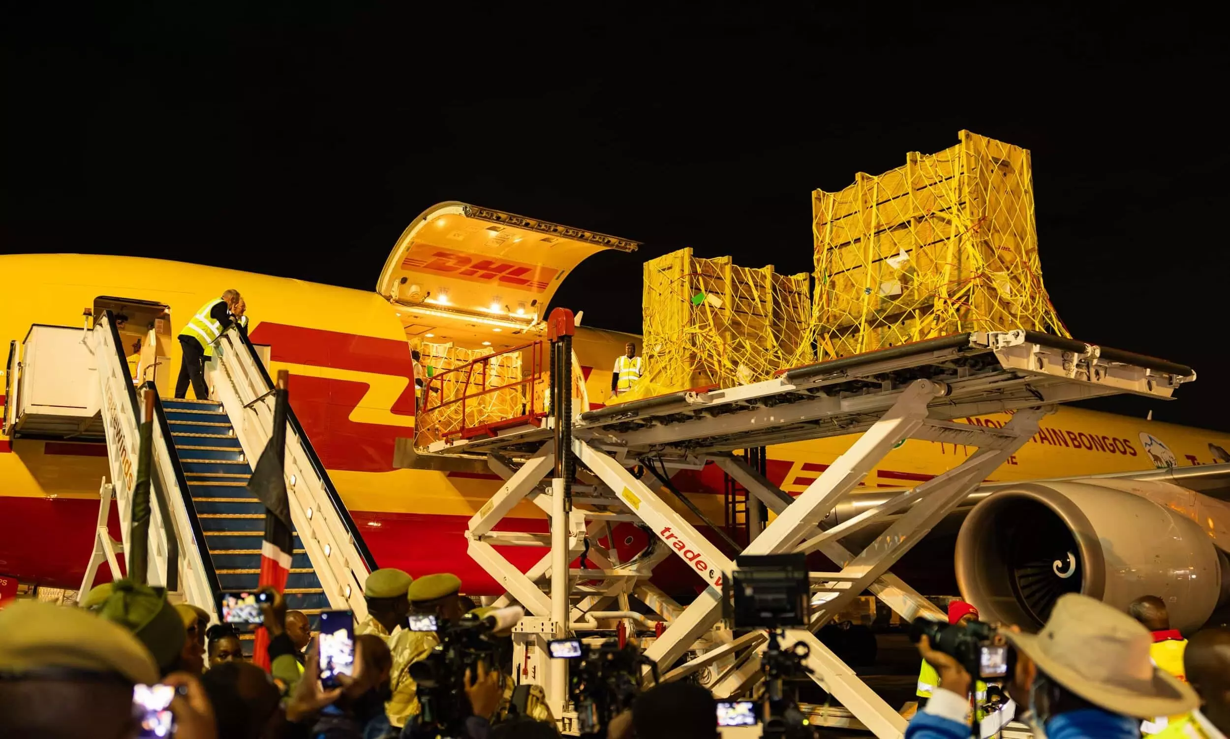 DHL Express flies 17 mountain bongo antelopes from US to Kenya DHL Express flies 17 mountain bongo antelopes from US to Kenya
