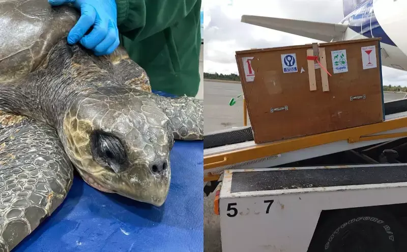 LATAM transports rescued olive ridley turtle for rehabilitation LATAM transports rescued olive ridley turtle for rehabilitation