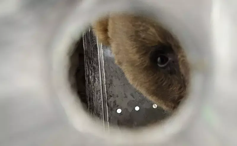 Lufthansa Cargo delivers 22-year-old bear Trishka safely to Belgium Lufthansa Cargo delivers 22-year-old bear Trishka safely to Belgium