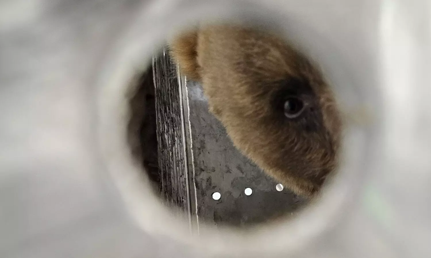Lufthansa Cargo delivers 22-year-old bear Trishka safely to Belgium Lufthansa Cargo delivers 22-year-old bear Trishka safely to Belgium