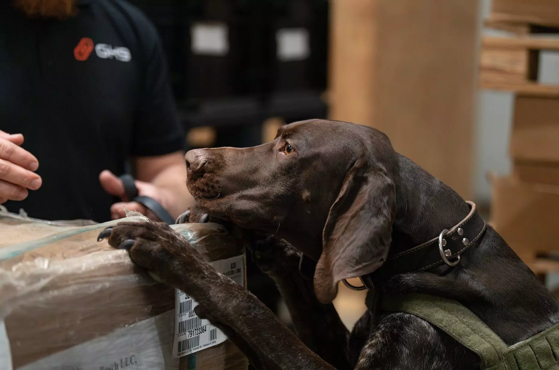 Global K9 to handle all cargo screening for WFS at Dallas and Houston airports