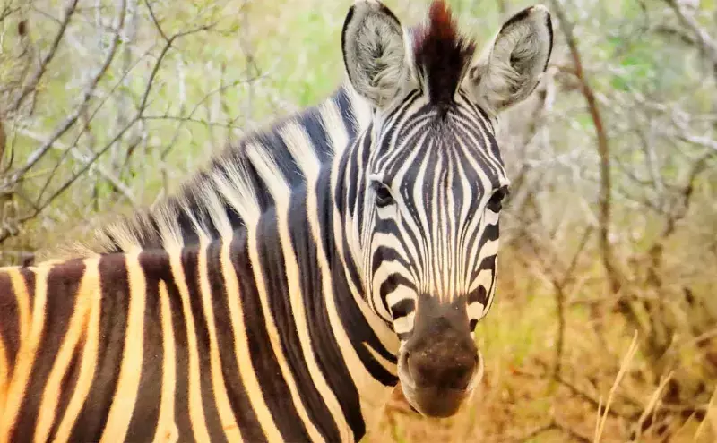 Air Charter Service operates 747 animal rescue flight to India