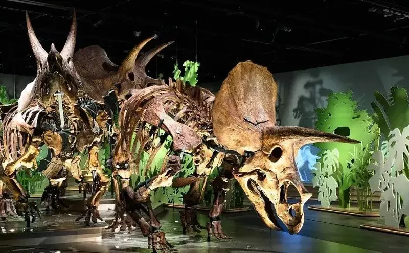 ACS Time Critical transports Triceratops fossils to Abu Dhabi