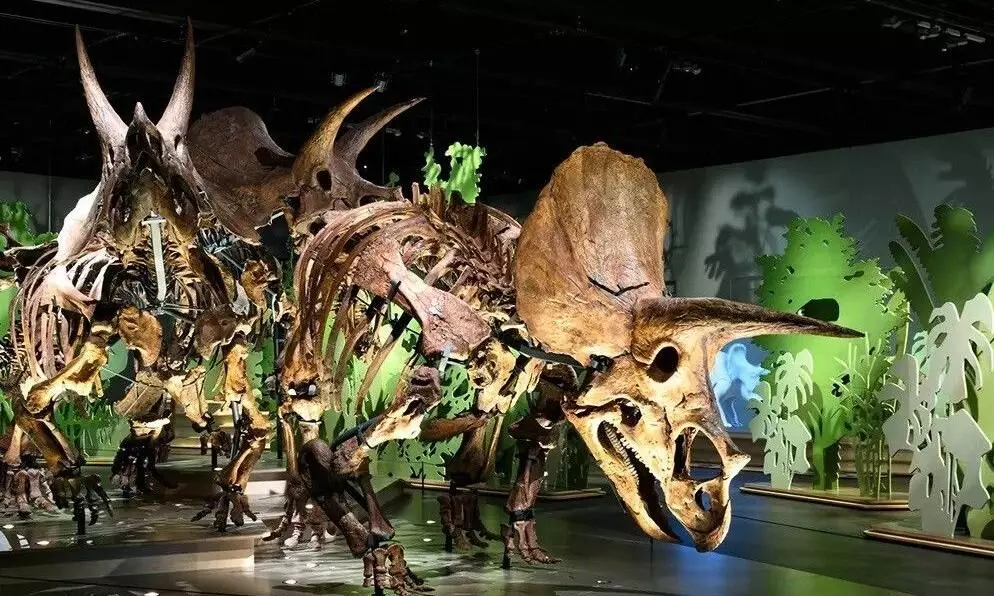 ACS Time Critical transports Triceratops fossils to Abu Dhabi ACS Time Critical transports Triceratops fossils to Abu Dhabi