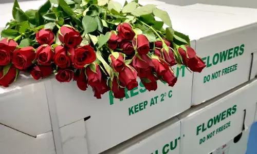BLR Airport ships 2,700 tonnes roses worldwide this Valentine’s season